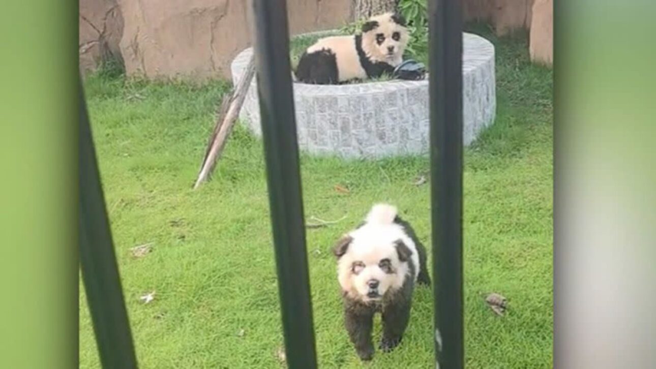 Perros pintados como pandas se convierten en atracción en zoológicos chinos, viralizan en las redes y levantan debate sobre marketing, transparencia y bienestar animal.
