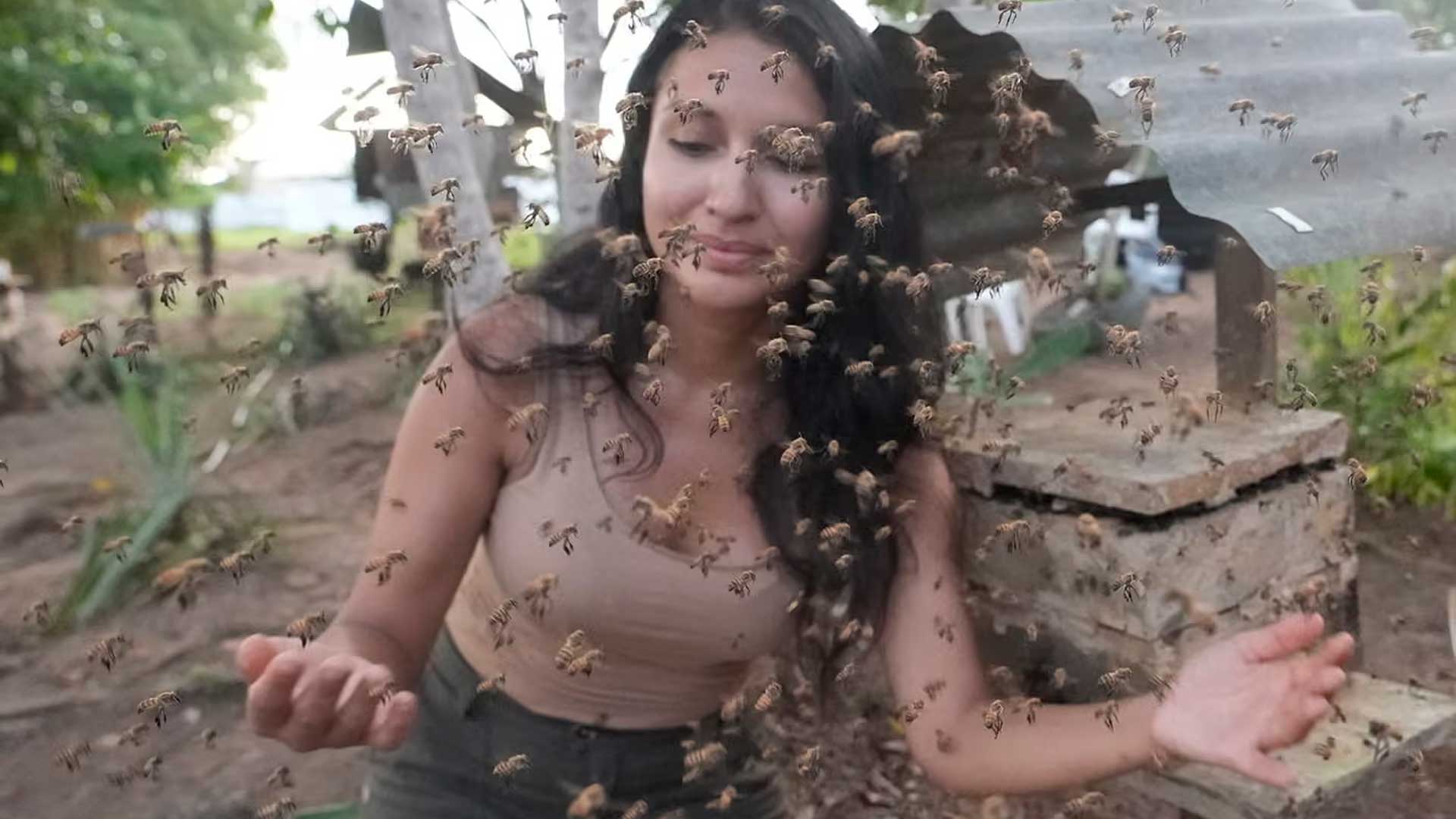 Inédito no planeta, país reconhece direitos legais para abelhas sem ferrão da Amazônia e transforma polinizadoras ameaçadas em sujeitos protegidos por lei