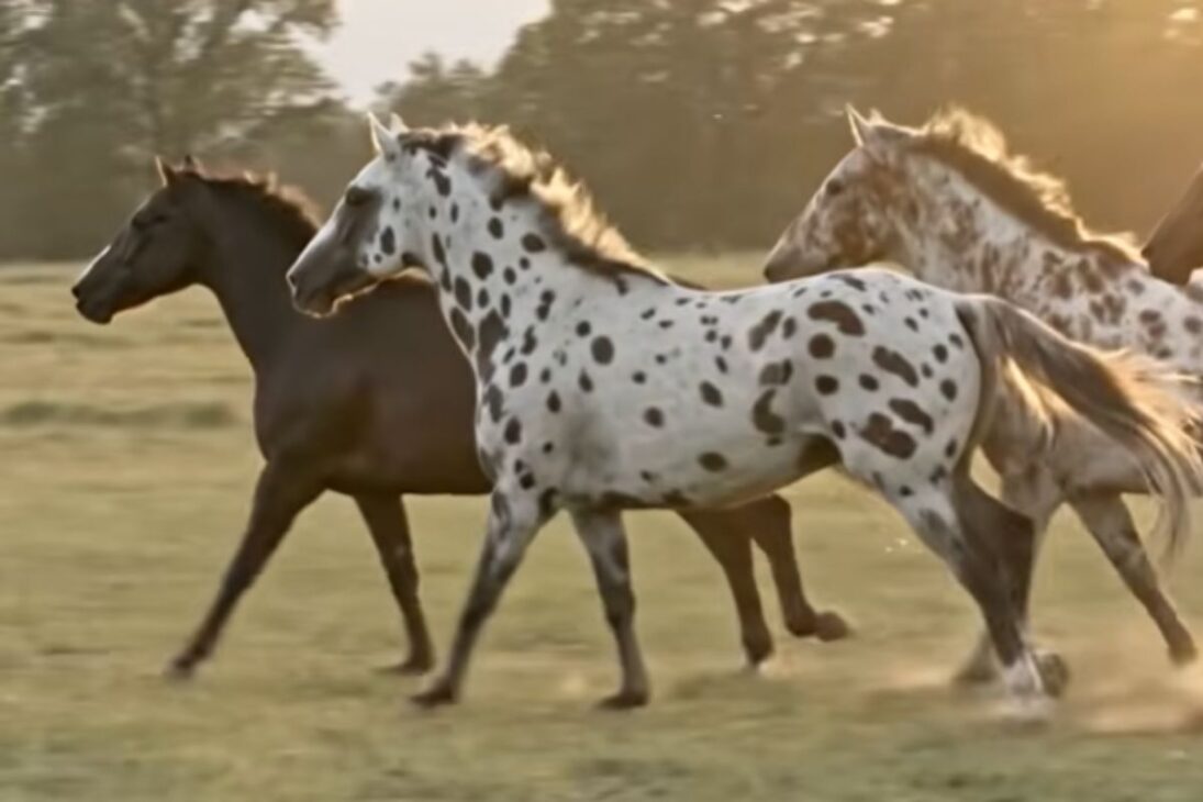 Conozca El Caballo Appaloosa, Caballo Pintado Del Complejo Leopardo, Appaloosa Símbolo Ancestral Y Caballo Prohibido En Brasil.