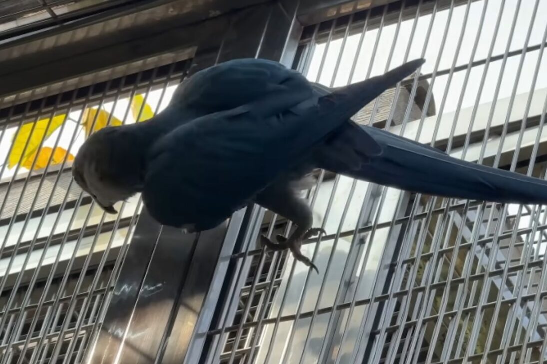 Jabuti gigante y ararinha-azul conectan jabuti gigante de Aldabra, ararinha-azul de la Caatinga y conservación de la ararinha-azul a la conservación de especies amenazadas.