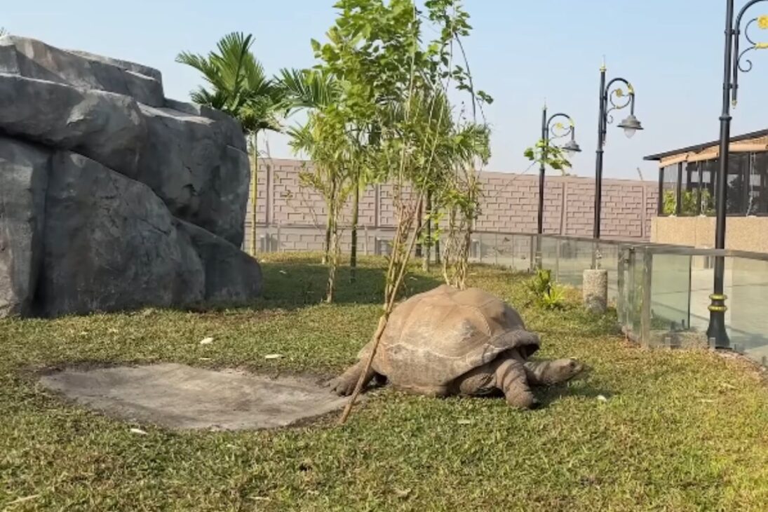 Jabuti gigante y ararinha-azul conectan jabuti gigante de Aldabra, ararinha-azul de la Caatinga y conservación de la ararinha-azul a la conservación de especies amenazadas.