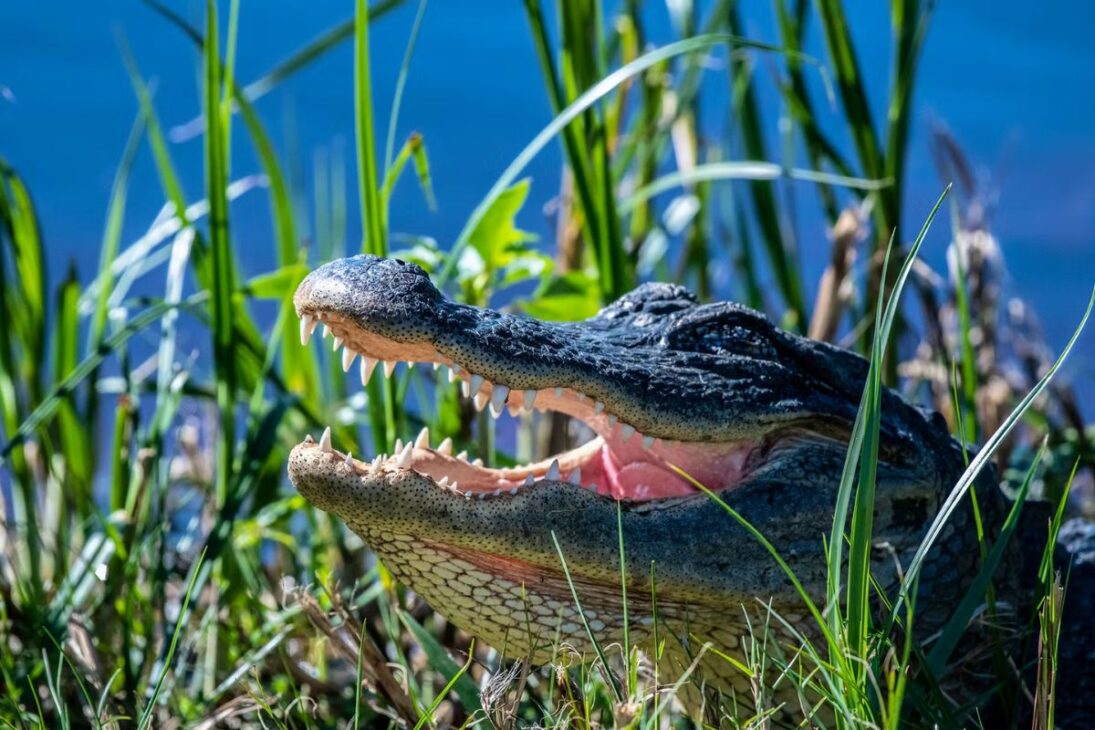 Caimanes salvan pantanos en Florida durante la sequía de 2026 al excavar agujeros que sostienen agua, mantienen ecosistemas vivos y amplían el stock de carbono en el sudeste de los Estados Unidos.