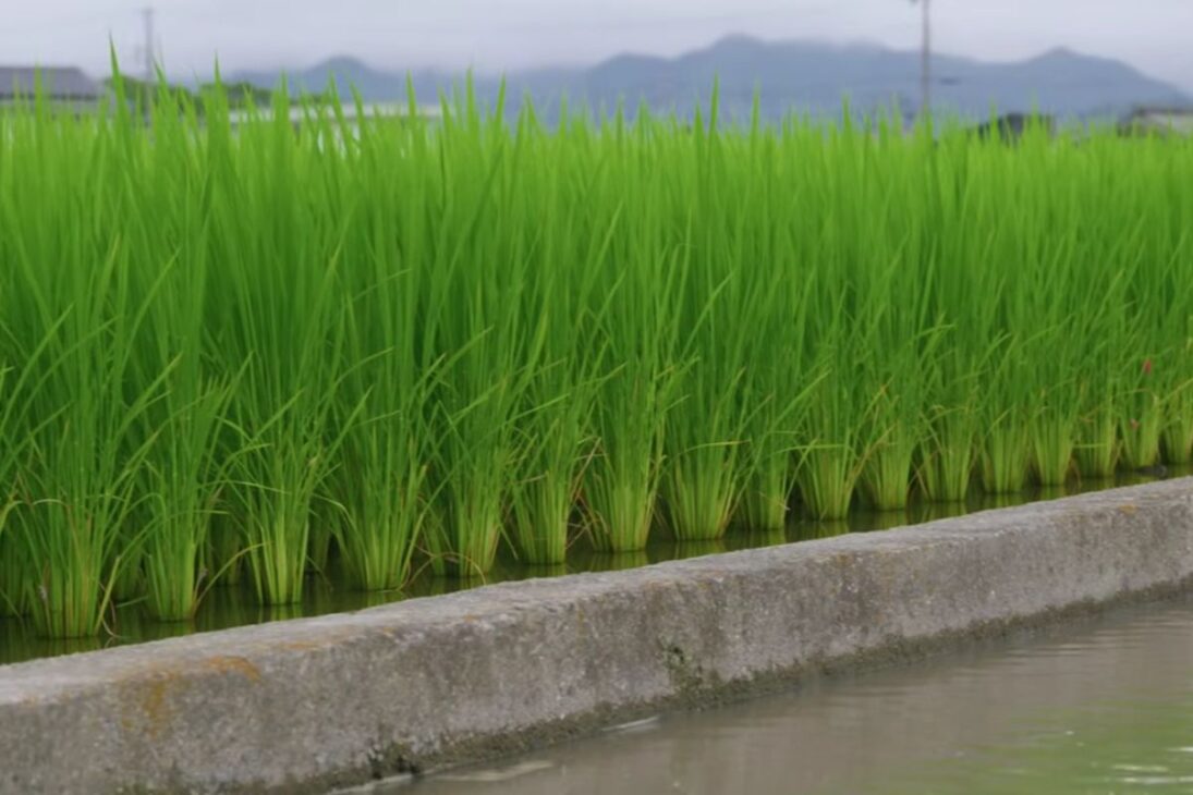 Cebolla en alta productividad en Japón: granja usa agua y arroz con manejo por máquinas, muestra rutina intensa y venta directa al cliente, destacando eficiencia agrícola y sistema local.