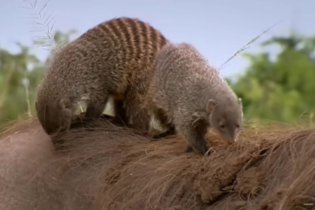 Jabalí africano se convierte en cliente de mangostas en Mweya, acepta la remoción de garrapatas y mantiene una simbiosis arriesgada en la sabana africana, donde la limpieza se convierte en alimento y reduce amenazas para ambas especies.