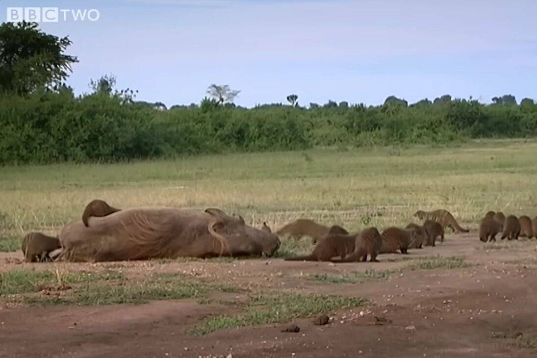 Jabalí africano se convierte en cliente de mangostas en Mweya, acepta la remoción de garrapatas y mantiene una simbiosis arriesgada en la sabana africana, donde la limpieza se convierte en alimento y reduce amenazas para ambas especies.