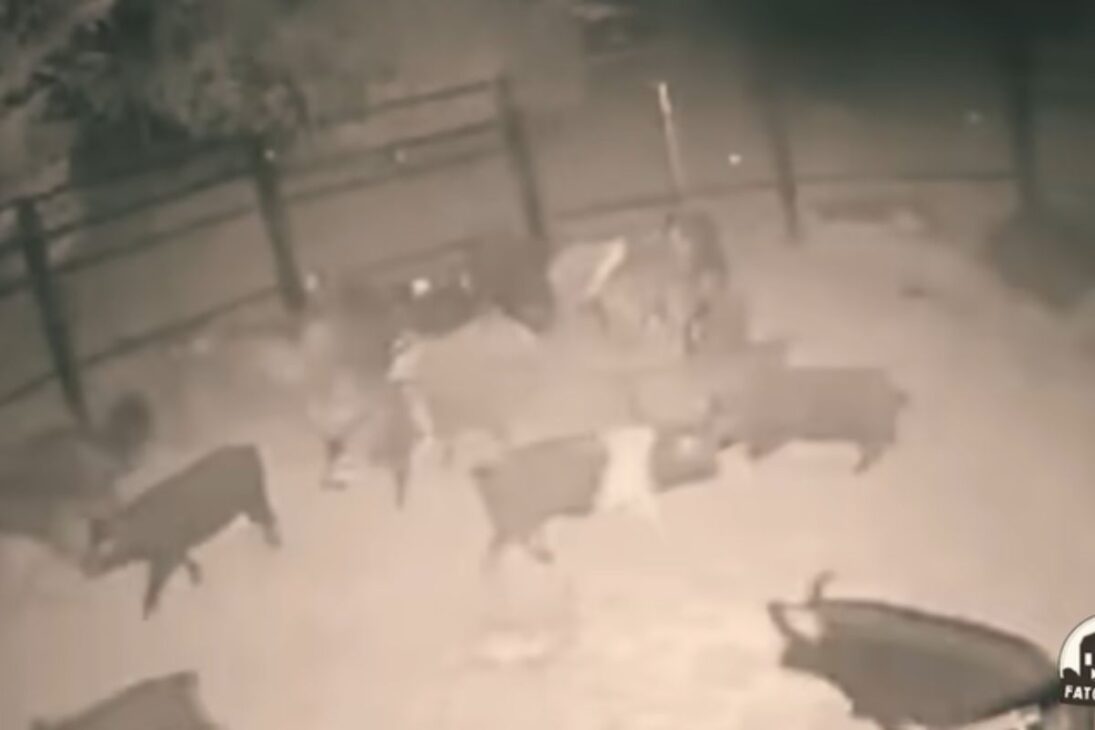 Javalis viran plaga y el control de jabalíes mezcla trampa para jabalíes, caza de jabalíes y zanjas para asegurar jabalíes en los cultivos.