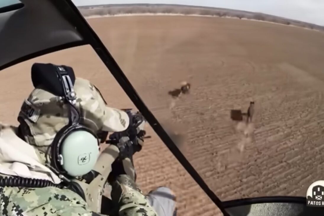 Javalis viran plaga y el control de jabalíes mezcla trampa para jabalíes, caza de jabalíes y zanjas para asegurar jabalíes en los cultivos.