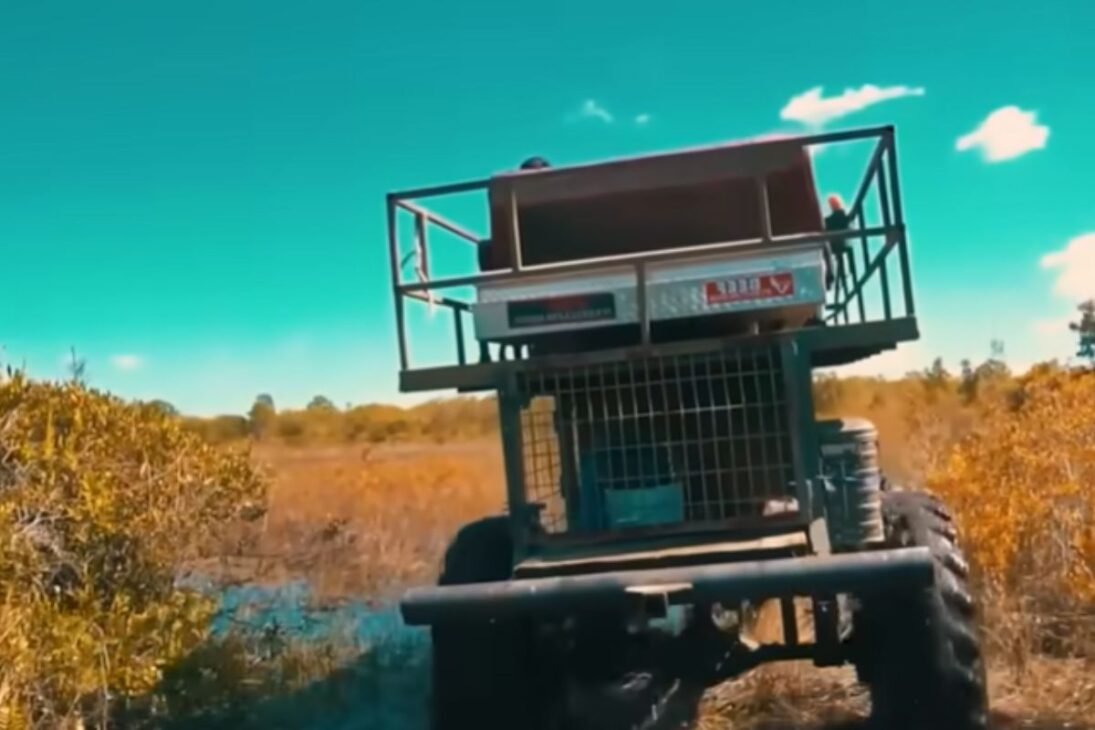 Javalis viran plaga y el control de jabalíes mezcla trampa para jabalíes, caza de jabalíes y zanjas para asegurar jabalíes en los cultivos.