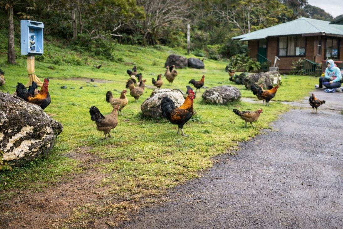 En la isla de las gallinas, en Kauai Hawái, gallinas salvajes y el turismo en Kauai alimentan el debate sobre el control poblacional de gallinas.
