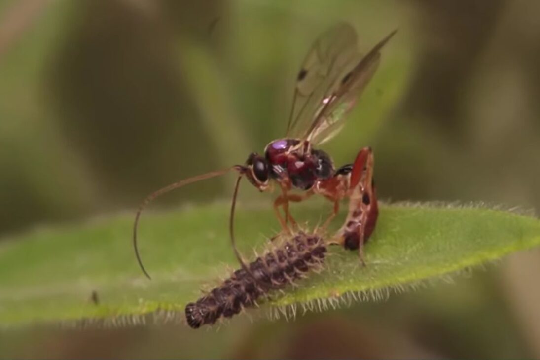 Larvas solitarias en Finlandia en Sottunga expusieron parásitos y hiperparasitas y se convirtieron en una alerta científica sobre conservación.