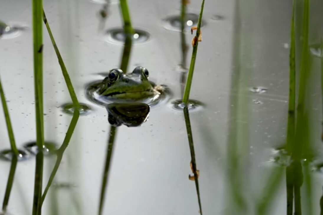 Ve cómo una Laguna simple se convirtió en laguna temporal, laguna sin peces, laguna para anfibios y laguna de vida silvestre que transforma cualquier jardín.