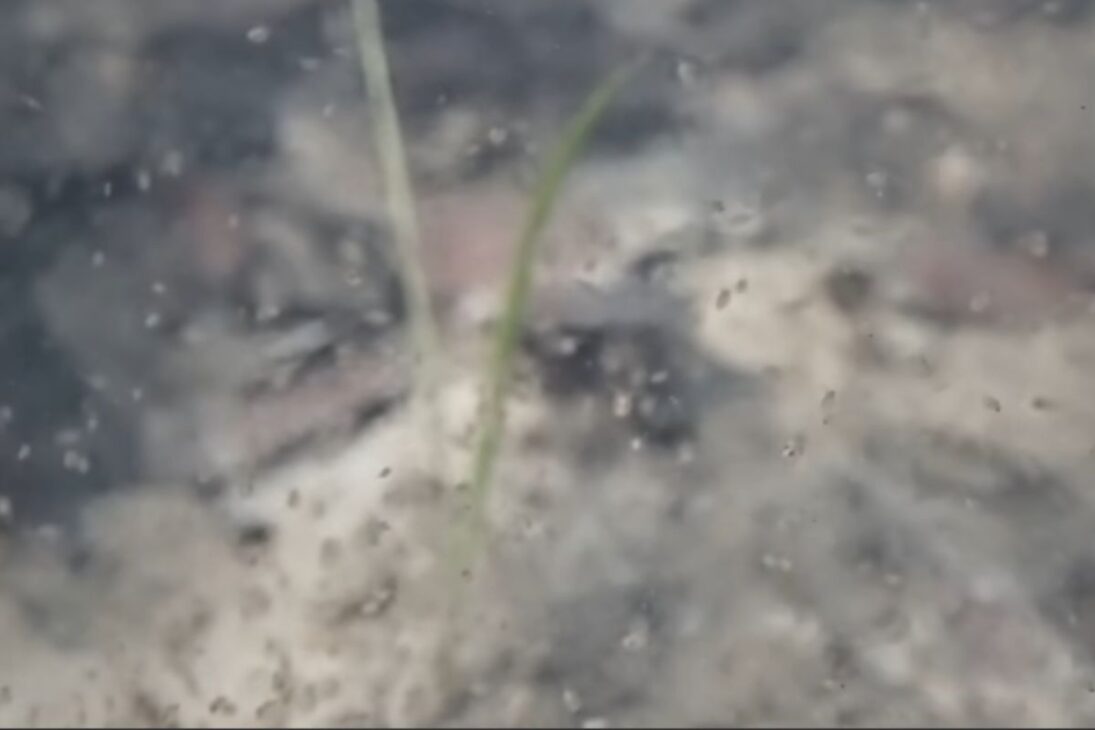 Ve cómo una Laguna simple se convirtió en laguna temporal, laguna sin peces, laguna para anfibios y laguna de vida silvestre que transforma cualquier jardín.