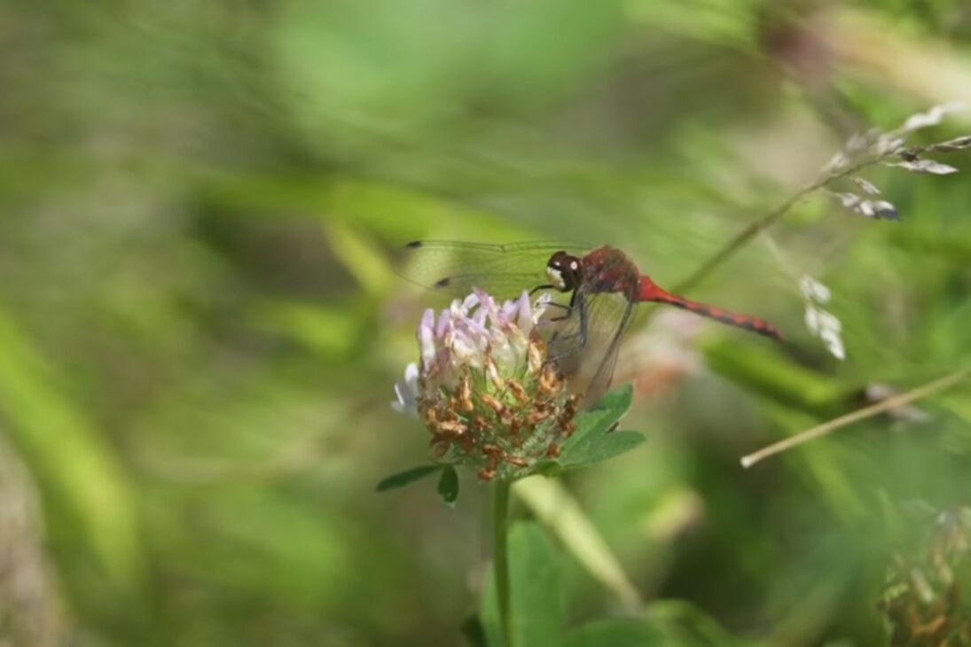 Ve cómo una Laguna simple se convirtió en laguna temporal, laguna sin peces, laguna para anfibios y laguna de vida silvestre que transforma cualquier jardín.