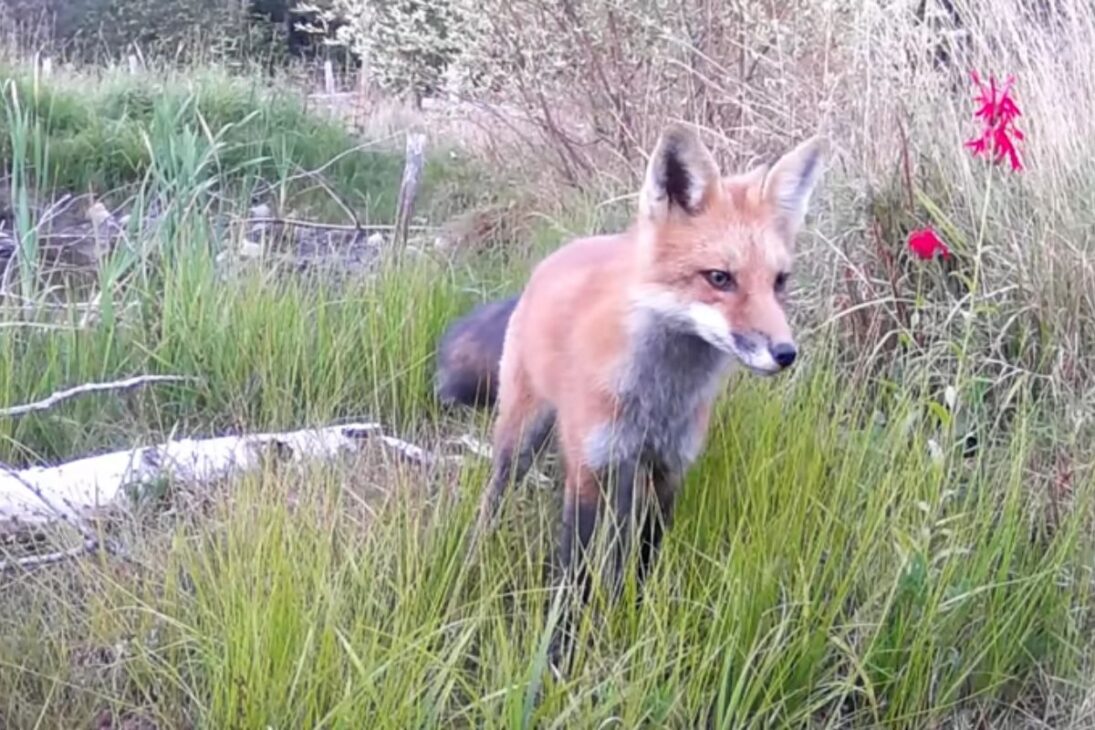 Ve cómo una Laguna simple se convirtió en laguna temporal, laguna sin peces, laguna para anfibios y laguna de vida silvestre que transforma cualquier jardín.