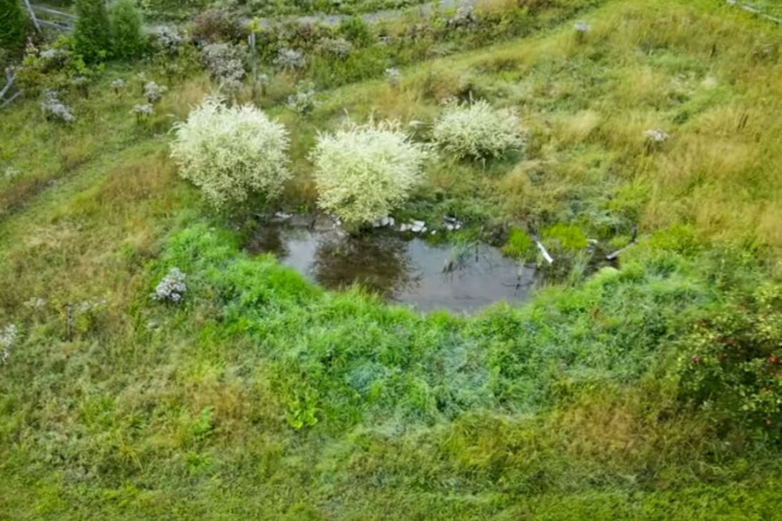 Ve cómo una Laguna simple se convirtió en laguna temporal, laguna sin peces, laguna para anfibios y laguna de vida silvestre que transforma cualquier jardín.