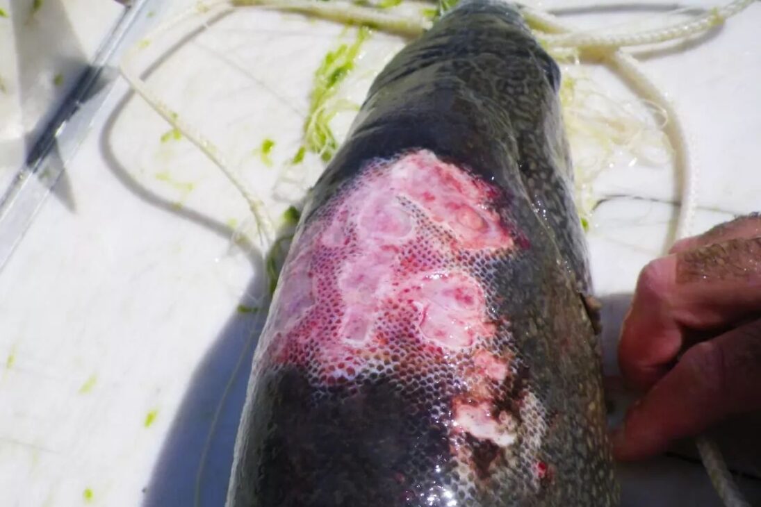 Lamprea marina en Los Grandes Lagos: cómo el control redujo la invasión en 90% y por qué todavía persiste en ríos y tributarios