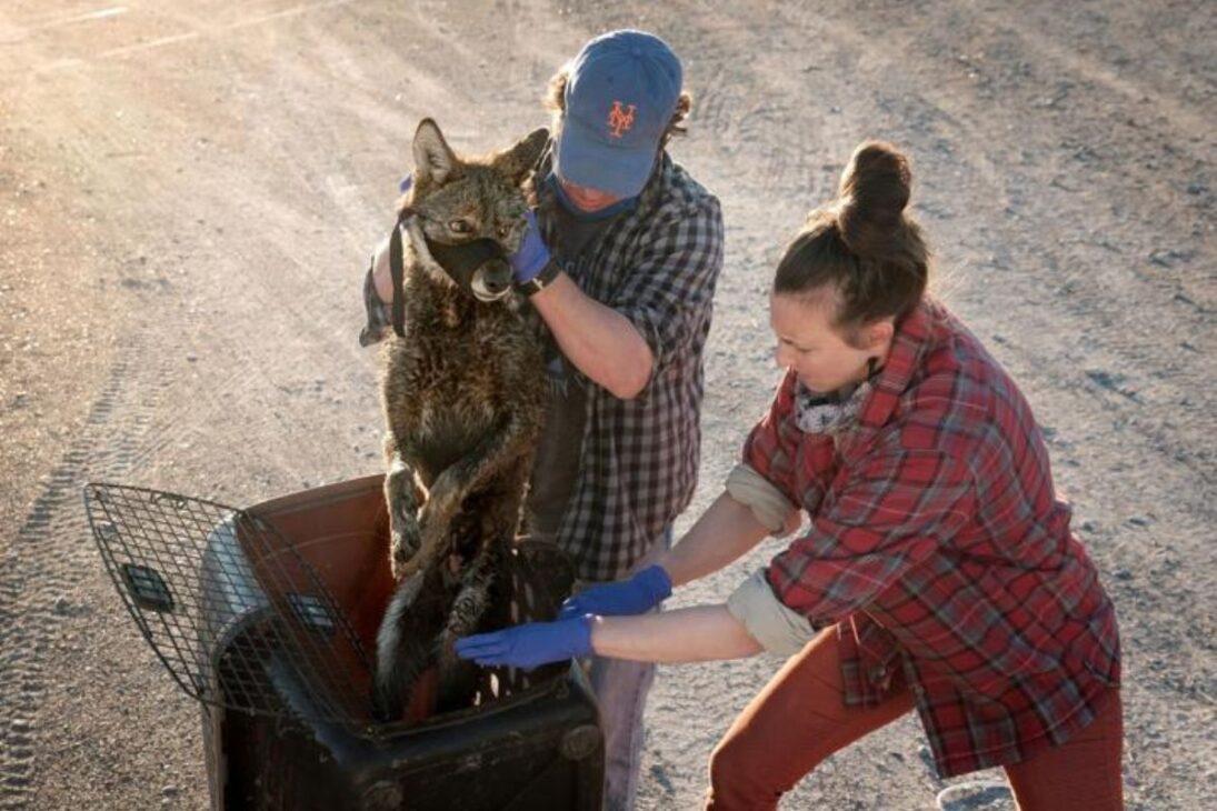 Los lobos rojos regresan a Carolina del Norte en 2026, reducen coyotes, controlan ciervos, protegen bosques y muestran cómo un superdepredador puede reconstruir ecosistemas del sureste de Estados Unidos.