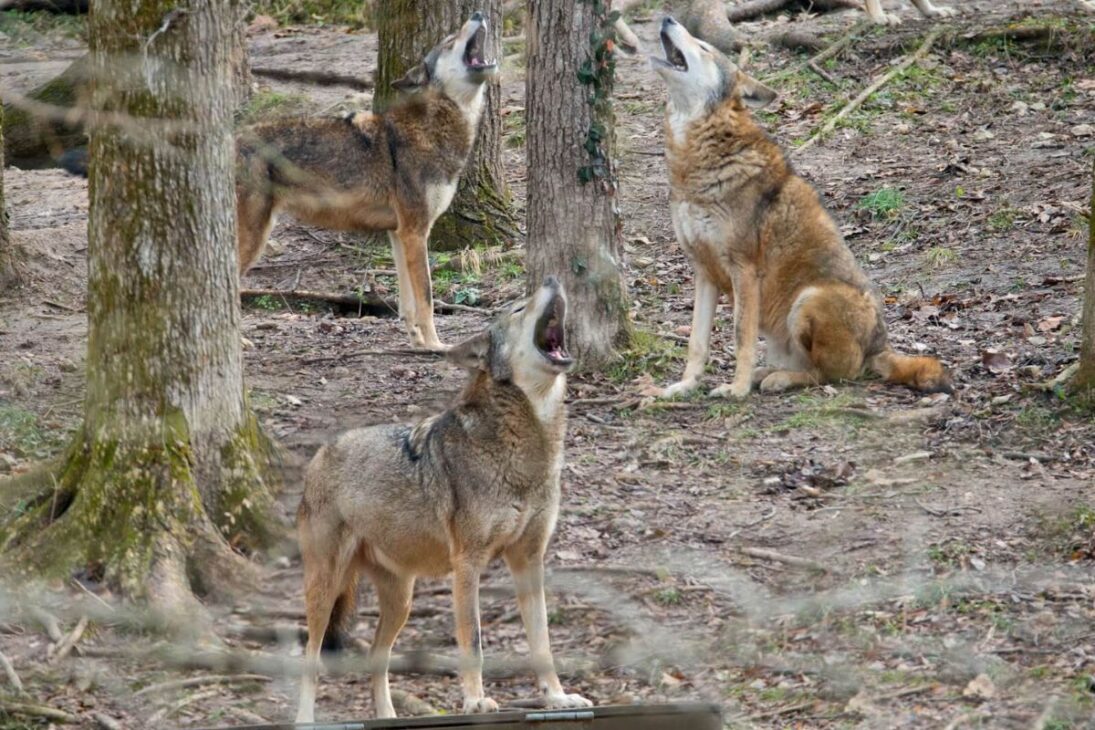 Los lobos rojos regresan a Carolina del Norte en 2026, reducen coyotes, controlan ciervos, protegen bosques y muestran cómo un superdepredador puede reconstruir ecosistemas del sureste de Estados Unidos.