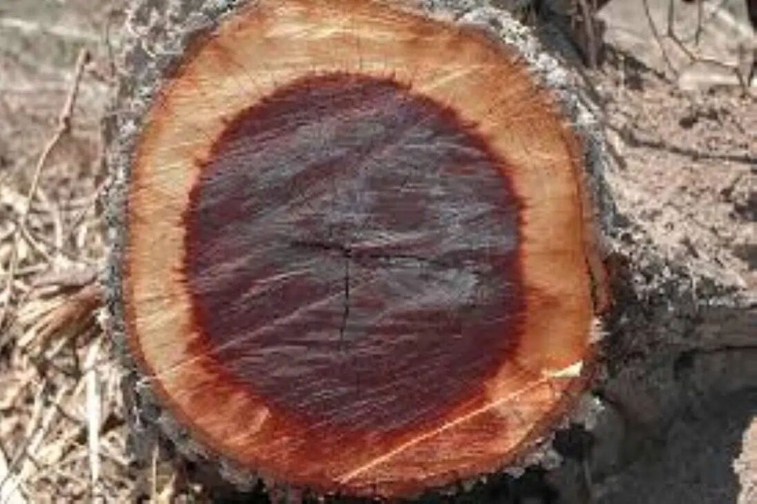 La madera sudamericana quebracho lidera la prueba Janka, supera ipê y lignum vitae, alcanza 4570 libras-fuerza y explica su uso extremo en ferrovias y navíos.