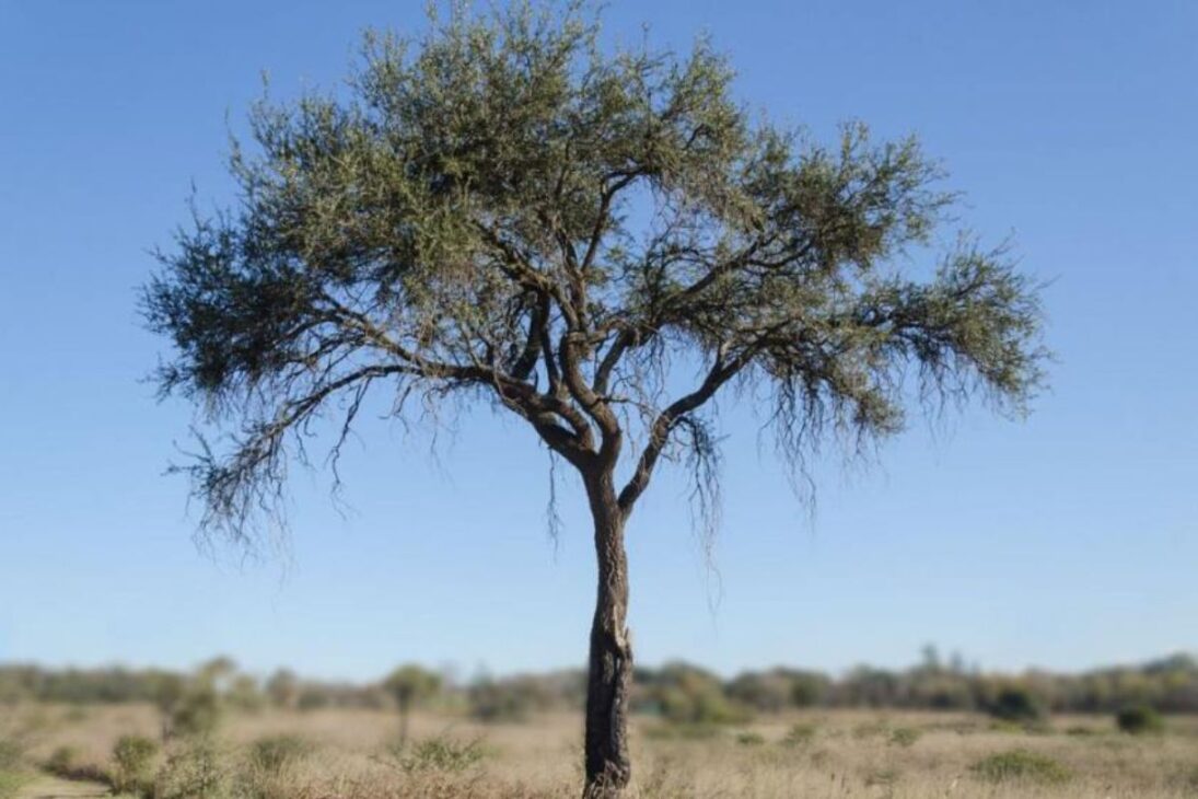 La madera sudamericana quebracho lidera la prueba Janka, supera ipê y lignum vitae, alcanza 4570 libras-fuerza y explica su uso extremo en ferrovias y navíos.