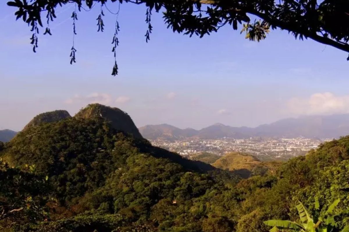 Maior floresta urbana do planeta está no Brasil, ocupa 12,5 mil hectares dentro do Rio, abriga onça-parda, centenas de espécies, regula o clima da cidade e sobrevive cercada