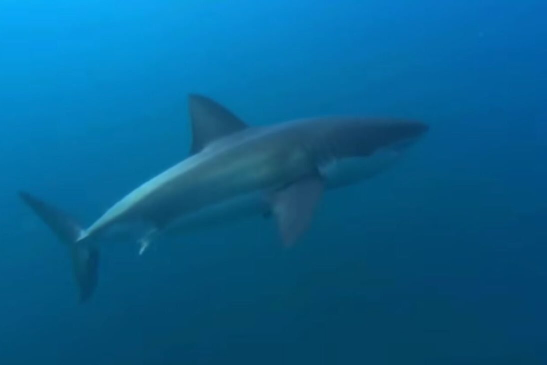 Cuando los tiburones desaparecieron en el Océano Índico, el colapso del océano afectó los arrecifes de coral, derribó la pesca costera y cambió el mar.