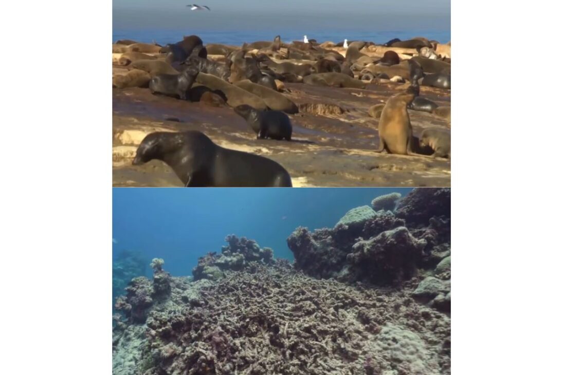 Cuando los tiburones desaparecieron en el Océano Índico, el colapso del océano afectó los arrecifes de coral, derribó la pesca costera y cambió el mar.