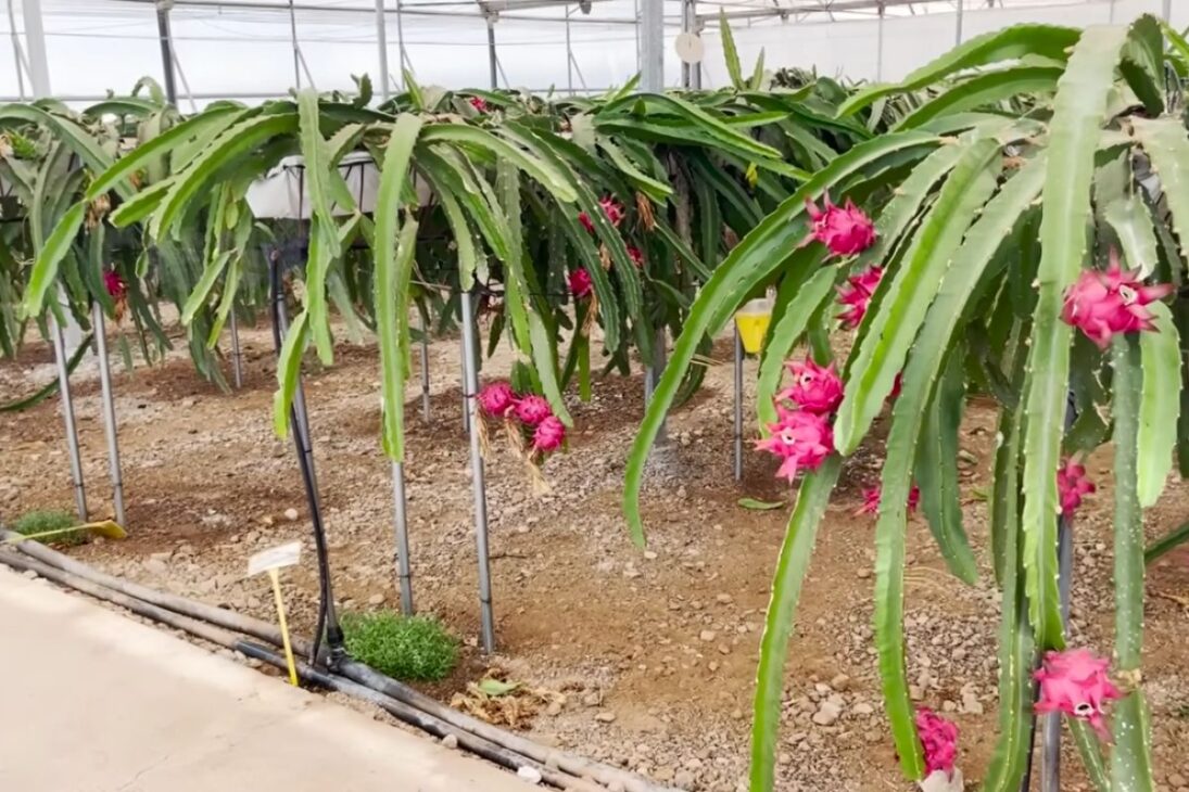 mar de plástico en Almería: invernaderos en el desierto generan producción, pero residuos plásticos y trabajo precario se convierten en críticas al modelo.