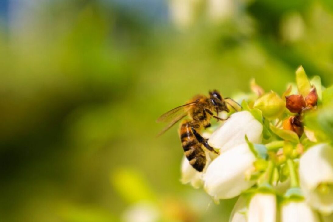 Insectos, abejas, mariposas y escarabajos están en el centro de una alerta sobre salud y alimentos, con el “silencio” como señal de riesgo y con estudios citando 2030 como marco de presión creciente.