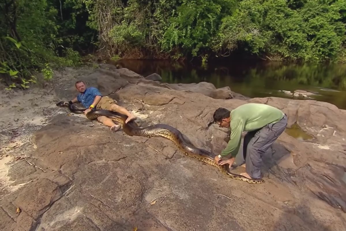 sucuri preta em água doce chama atenção pela constrição e pelo potencial sobre grandes presas; relatos no rio cristalino mostram por que observar de longe é a regra em encontros.
