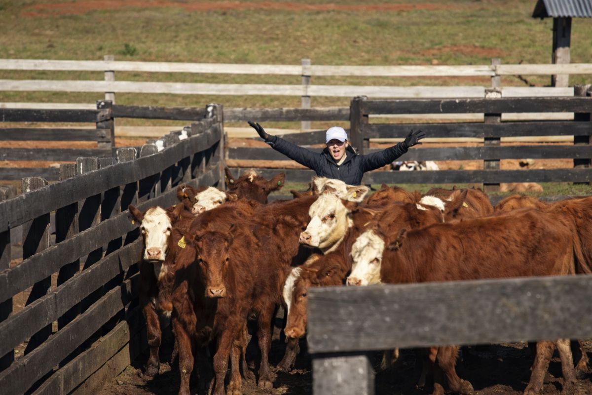 Menina de 13 anos assume a fazenda após a morte do pai, enfrenta preconceito no campo e se torna referência nacional na criação de Senepol com genética