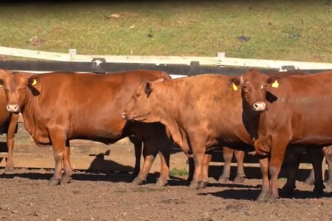 Todo sobre la niña de 13 años que asume la granja en ganadería con genética Senepol, protagonismo femenino en el agro y gestión de la granja de alto nivel.