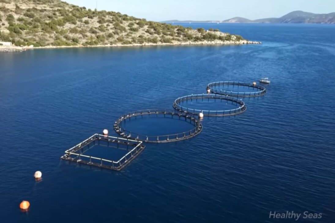 granjas fantasmas exponen cómo el plástico y el poliestireno de la acuicultura se convirtieron en microplásticos en el mar de Grecia, con fiscalización fallida, riesgos en el buceo y una limpieza lenta y cara.

