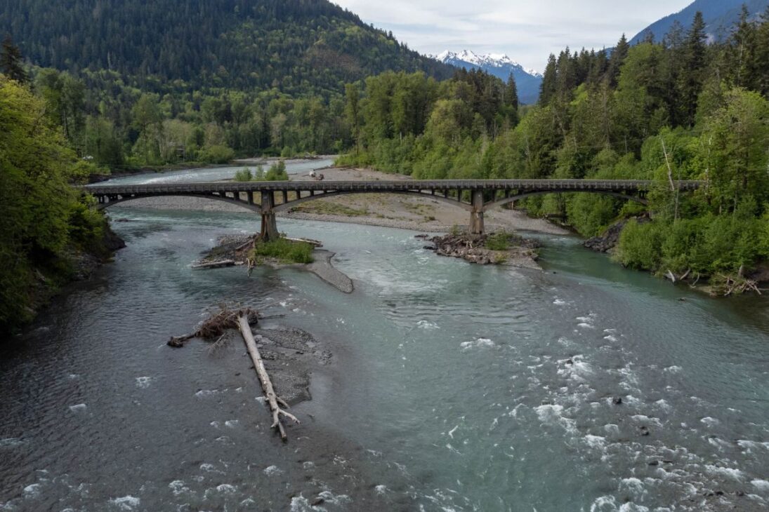 miles de salmones en el río Elwha: caen las represas, la desova devuelve nutrientes y reconfigura el lecho, con retornos rápidos que desafían la restauración.