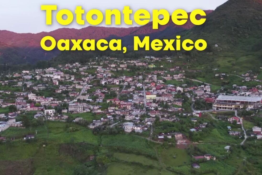Maíz Gigante De Totontepec Libera Mucosidad, Utiliza Fijación De Nitrógeno Y Revela Cómo Olotón Puede Reducir Fertilizantes Y Químicos En La Agricultura.
