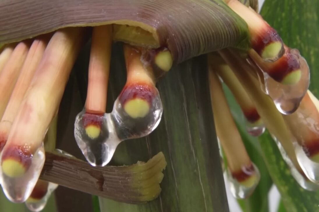 Maíz Gigante De Totontepec Libera Mucosidad, Utiliza Fijación De Nitrógeno Y Revela Cómo Olotón Puede Reducir Fertilizantes Y Químicos En La Agricultura.