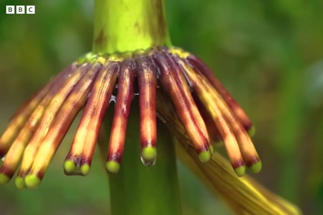 Maíz Gigante De Totontepec Libera Mucosidad, Utiliza Fijación De Nitrógeno Y Revela Cómo Olotón Puede Reducir Fertilizantes Y Químicos En La Agricultura.