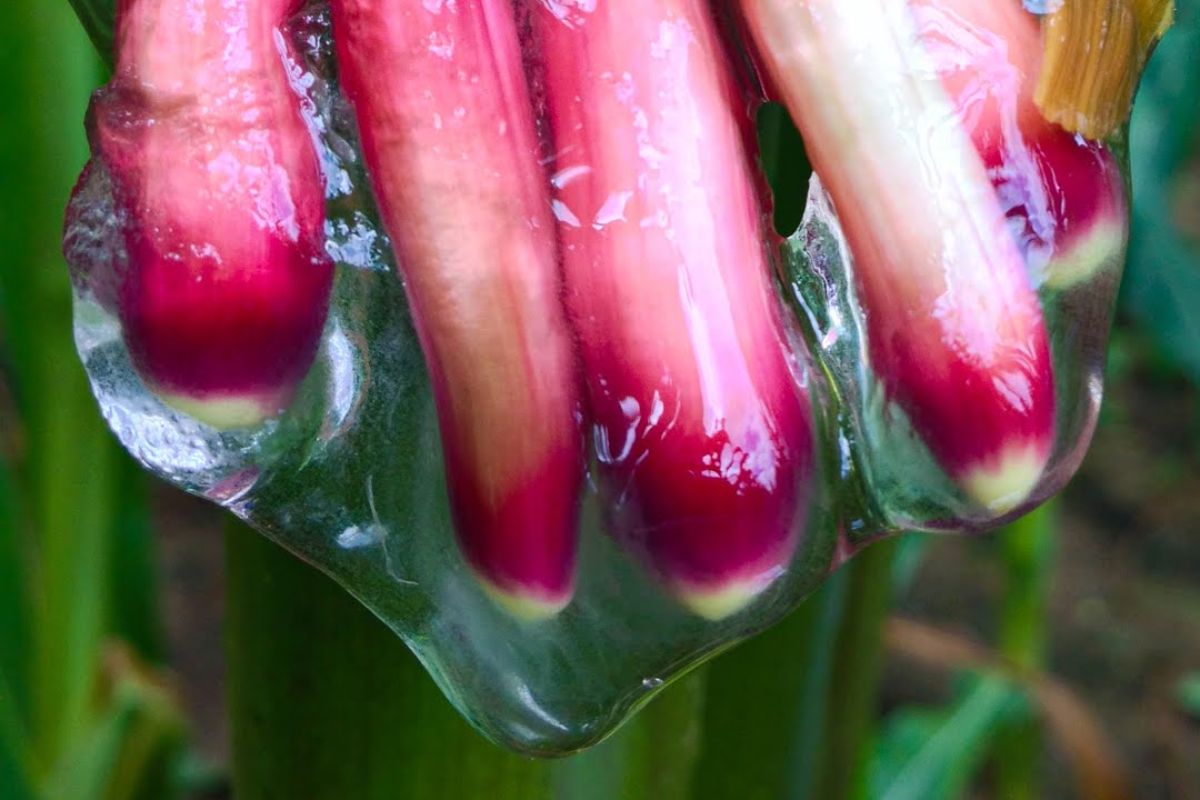 Milho gigante de Totontepec libera gosma, usa fixação de nitrogênio e revela como Olotón pode reduzir fertilizante e químicos na agricultura.