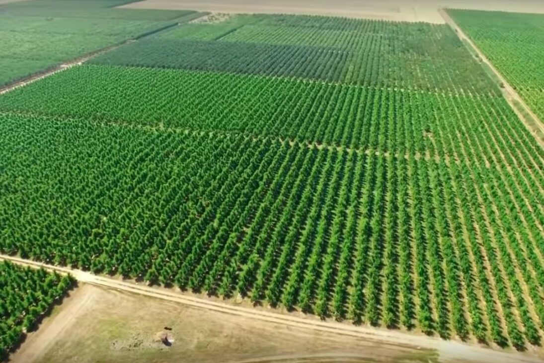 En Las Grandes Llanuras, millones de árboles son plantados por EE.UU.; cinturón de abrigo contra el Dust Bowl corta el viento y protege el suelo.