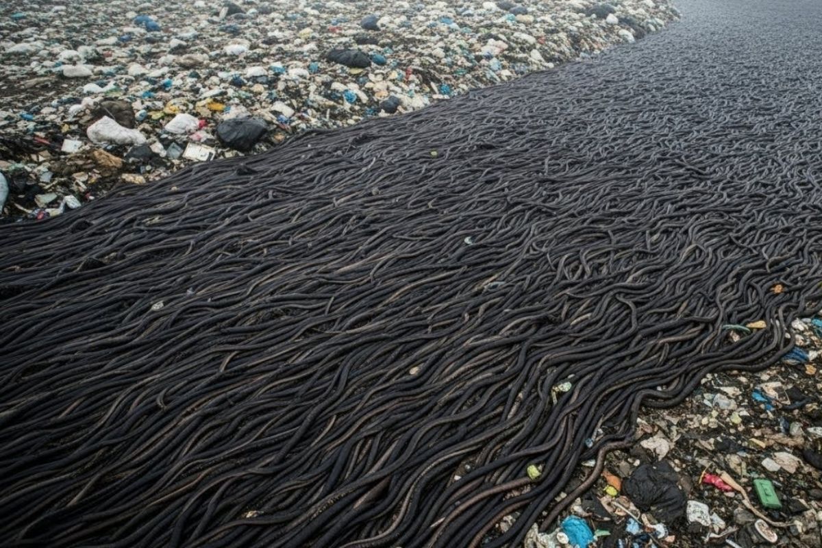 Larvas tratam lixo alimentar em contêiner robótico subterrâneo na Austrália, cortando metano, custo e transporte e revolucionando a gestão urbana de resíduos.