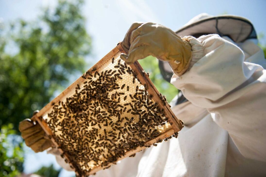 Miel a gran escala: abejas y apicultores sostienen la línea industrial con extracción, filtración y envasado controlados por temperatura y humedad, de la colmena a la fábrica.