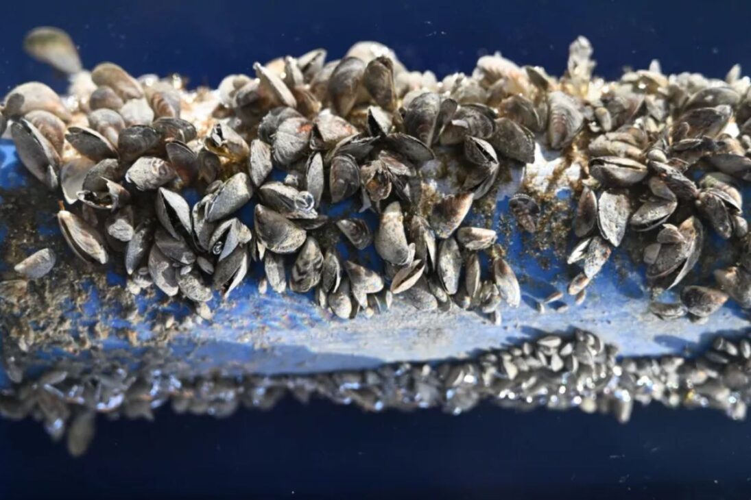 Entiende cómo millones de mejillones cebra transformaron el Lago de Ginebra: especies invasoras que colapsan la cadena alimentaria y amenazan la biodiversidad.