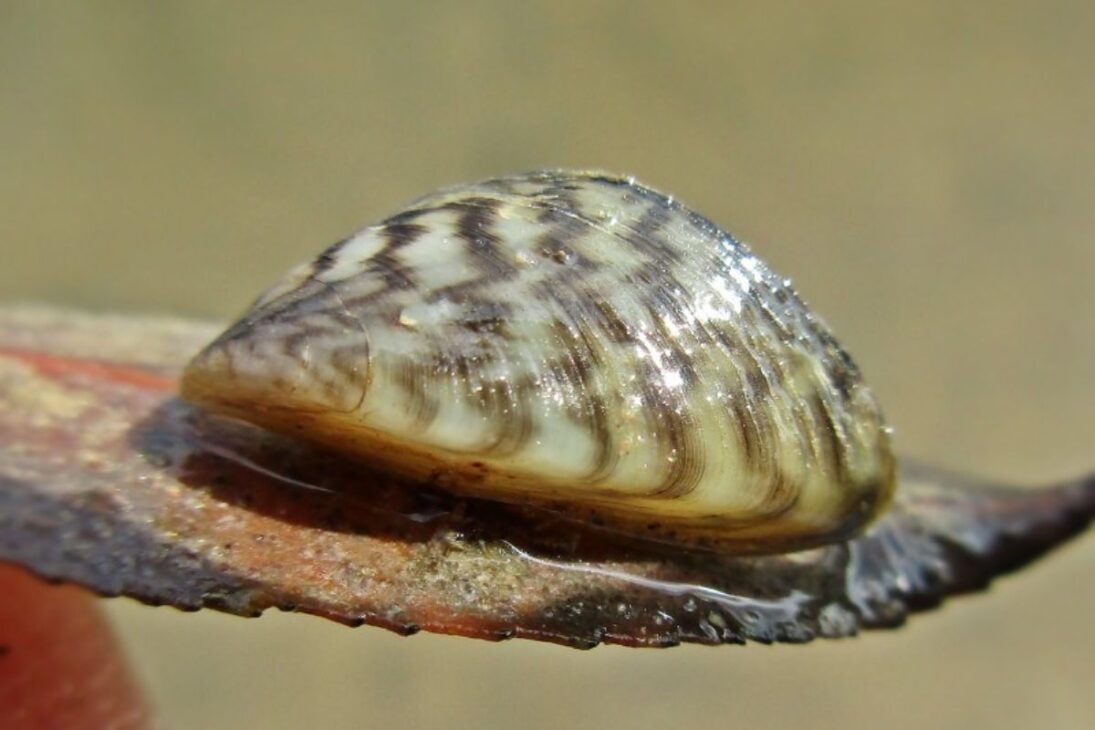 Entiende cómo millones de mejillones cebra transformaron el Lago de Ginebra: especies invasoras que colapsan la cadena alimentaria y amenazan la biodiversidad.