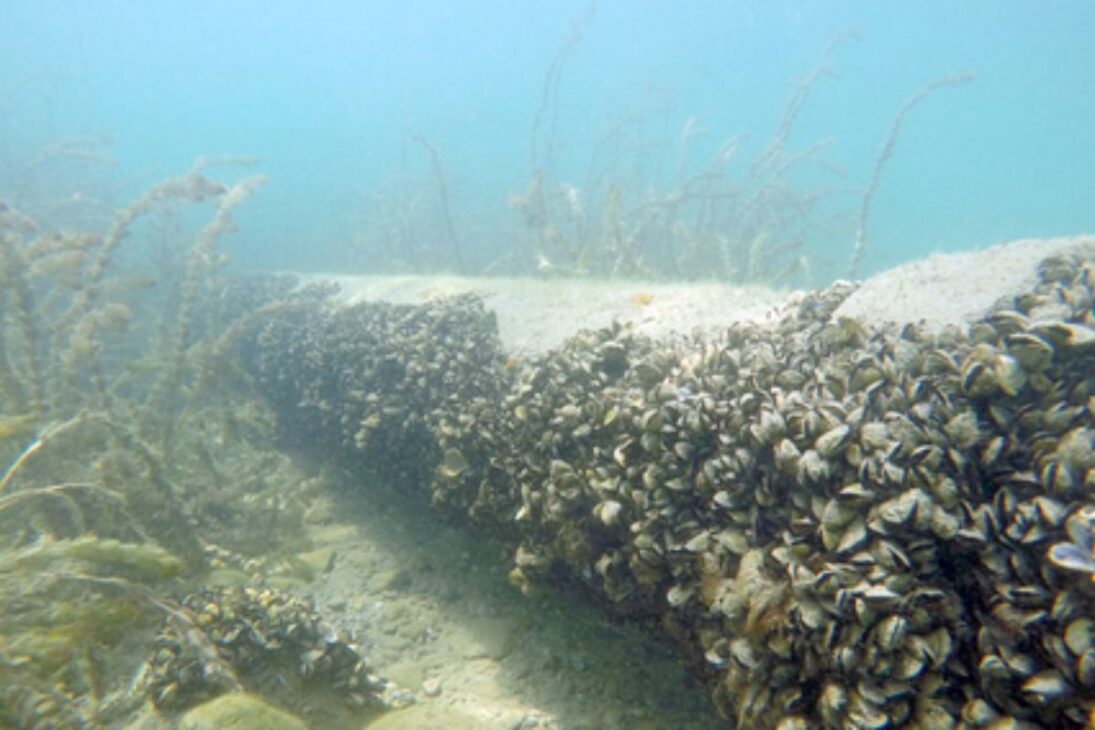 Entiende cómo millones de mejillones cebra transformaron el Lago de Ginebra: especies invasoras que colapsan la cadena alimentaria y amenazan la biodiversidad.