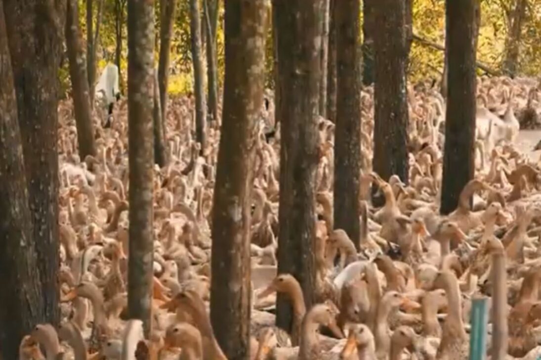 Millones de patos en los cultivos de arroz muestran cómo la integración agricultura-animales hace control de plagas en el arroz y ayuda a reducir pesticidas y fertilizantes.