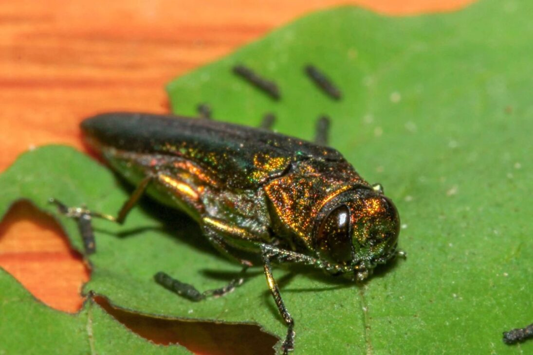 Las Avispas Silvestres Son Liberadas En Los Bosques De EE. UU.; El Control Biológico Apunta Al Escarabajo Esmeralda Del Fresno, Aumenta El Parasitismo Y Monitorea El Riesgo Ecológico.