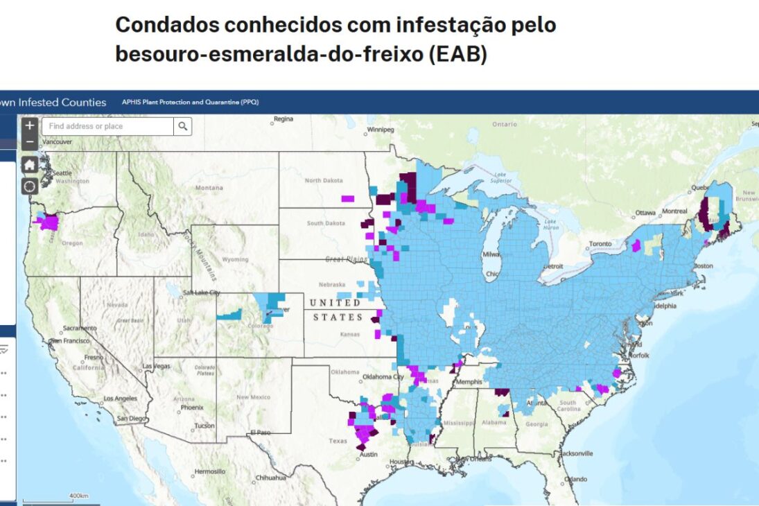 Las Avispas Silvestres Son Liberadas En Los Bosques De EE. UU.; El Control Biológico Apunta Al Escarabajo Esmeralda Del Fresno, Aumenta El Parasitismo Y Monitorea El Riesgo Ecológico.