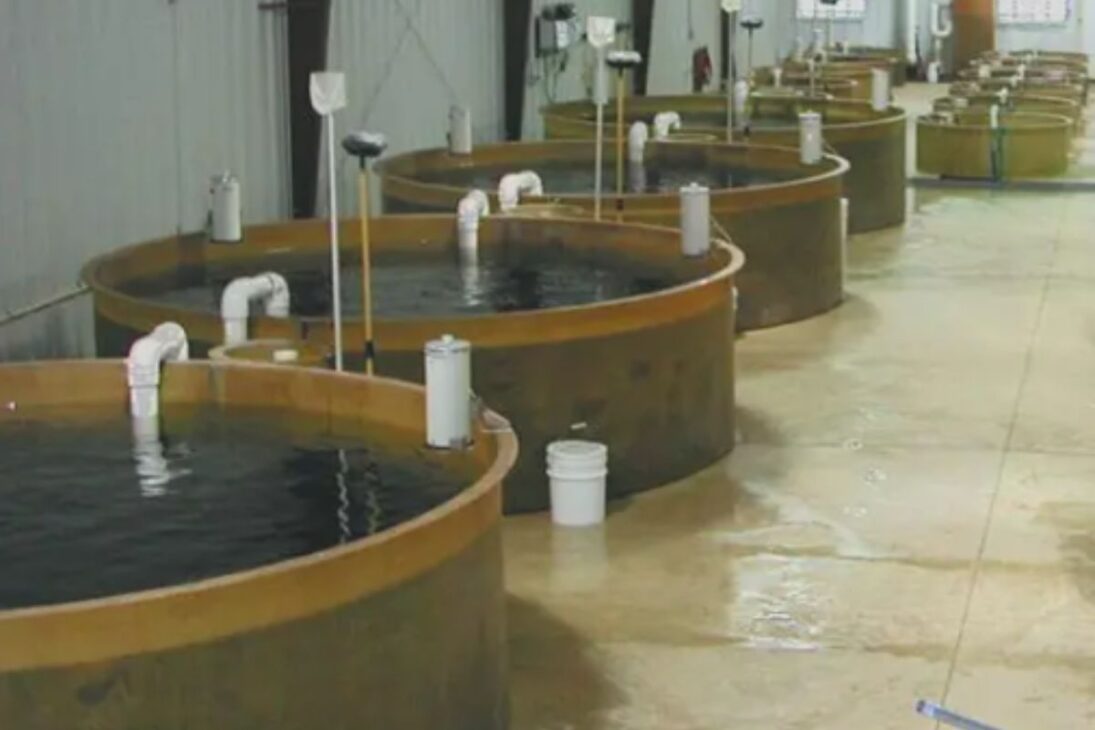 Mina de carbón abandonada se convierte en granja de trucha ártica en acuicultura industrial con sistema RAS, creando trucha ártica premium y economía local.