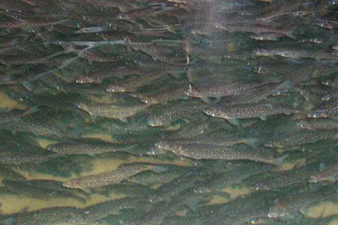 Mina de carbón abandonada se convierte en granja de trucha ártica en acuicultura industrial con sistema RAS, creando trucha ártica premium y economía local.