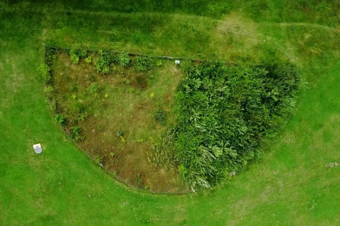 Mini bosques japoneses avanzan en Kent con el método Miyawaki, priorizan suelo vivo, elevan la biodiversidad urbana, reducen costos, resisten al vandalismo y se consolidan como solución rápida para ciudades densas de Gran Bretaña.